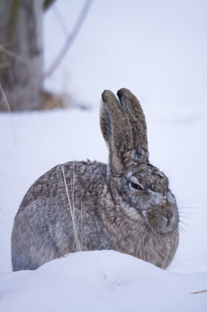 wooly hare